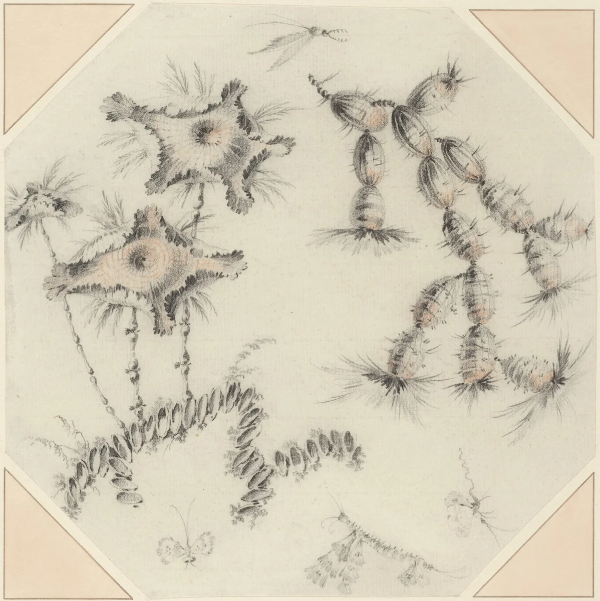 Bamboo Flowers and Cactus by Jean Baptiste Pillement, drawing, 1728-1808
