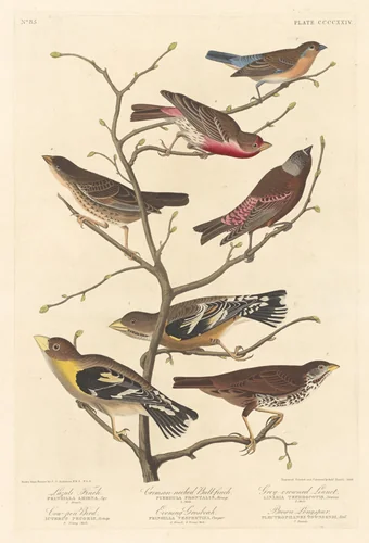 Lazuli Finch by Robert Havell, Jr.; John James Audubon, print, 1838