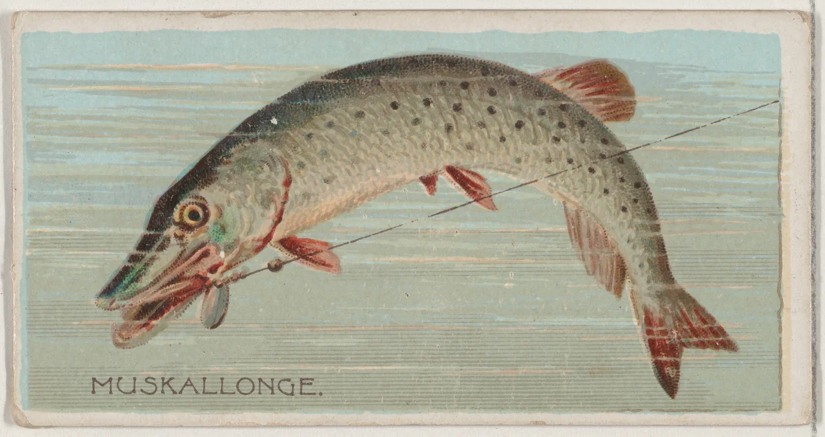Muskallonge, from the series Fishers and Fish (N74) for Duke brand cigarettes by Knapp & Company, print, 1888