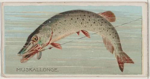 Muskallonge, from the series Fishers and Fish (N74) for Duke brand cigarettes by Knapp & Company, print, 1888