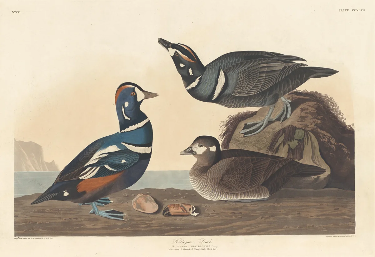 Harlequin Duck by Robert Havell, Jr.; John James Audubon, print, 1836