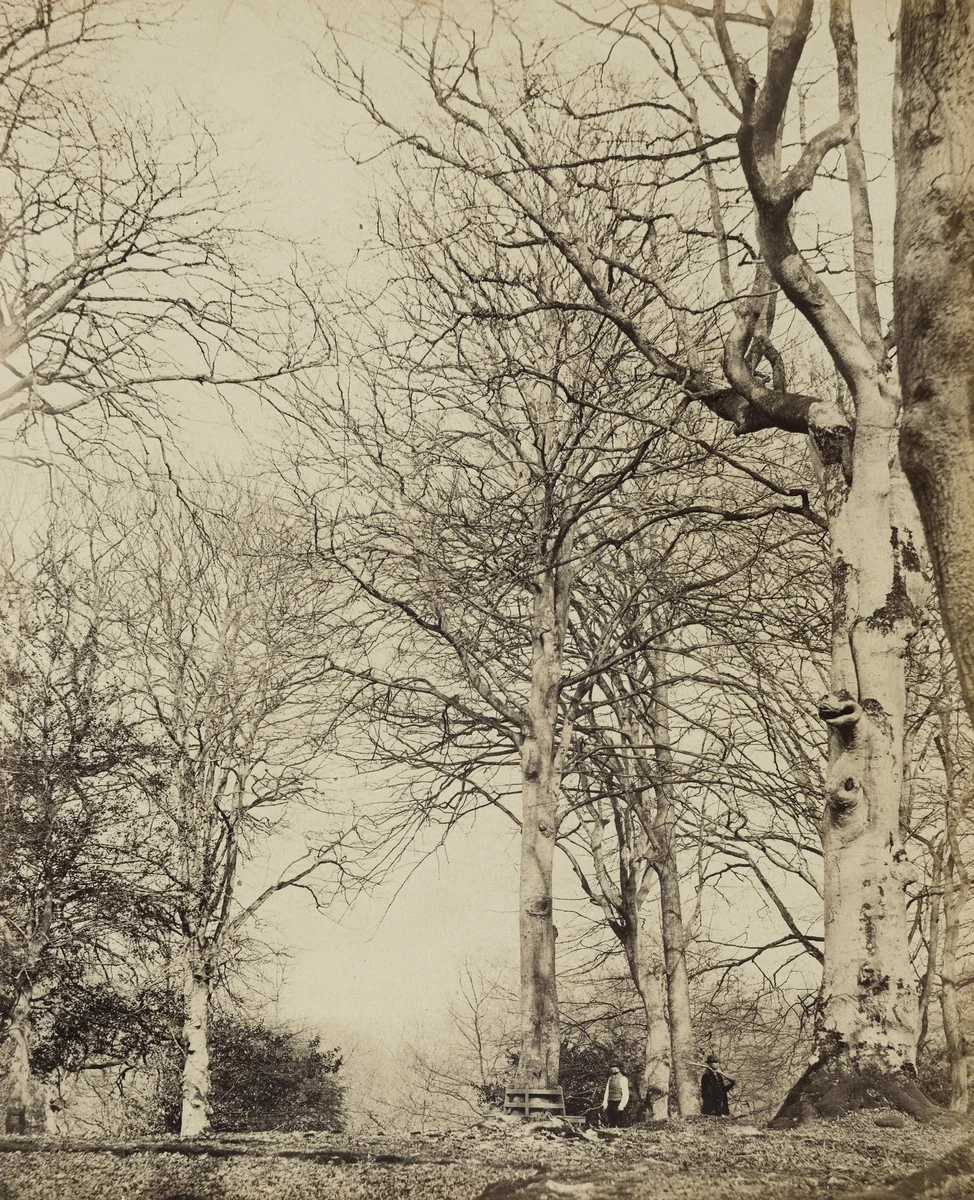 Queen Adelaide's Beech by James Sinclair, photograph, 1864