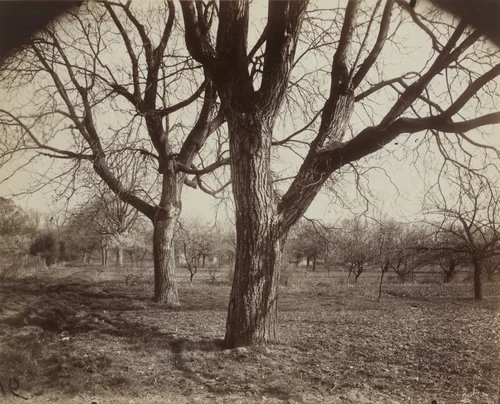 Noyer by Eugène Atget, photograph, 1919