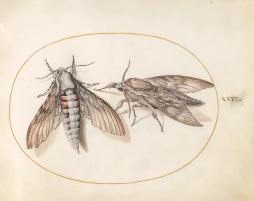 Plate 26: Two Hawk Moths by Joris Hoefnagel, drawing, 1570-1599