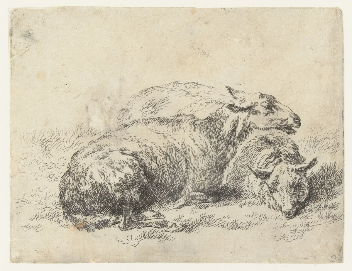 Twee liggende schapen by Nicolaes Pietersz Berchem, print, 1648-1652