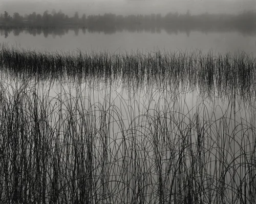 Reeds and Fog, Michigan by Brett Weston, photograph, 1941-1951