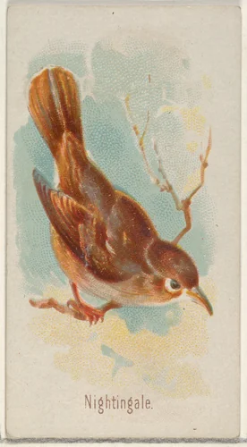 Nightingale, from the Song Birds of the World series (N23) for Allen & Ginter Cigarettes by Allen & Ginter, print, 1890