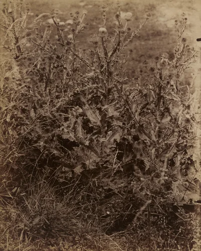 Chardons by Eugène Atget, photograph, 1900