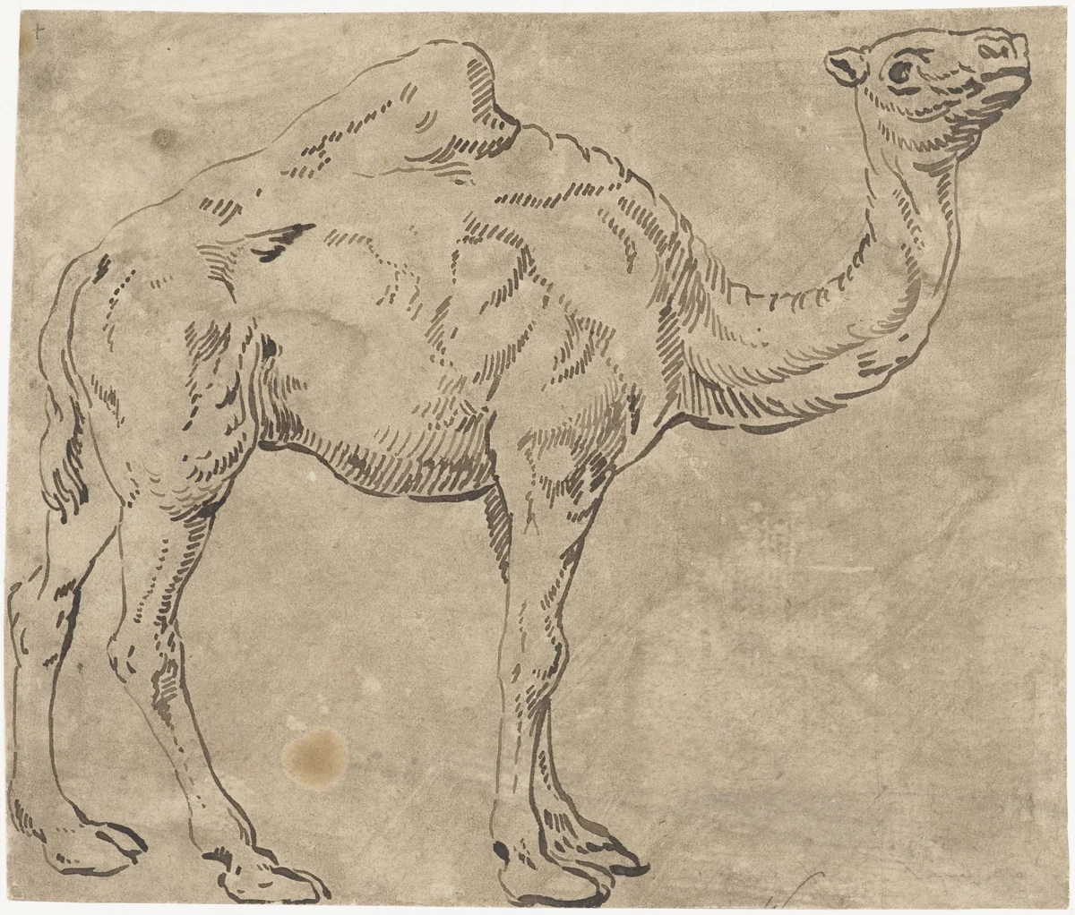 Dromedaris by anonymous, drawing, 1500-1600