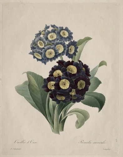 Primula auricula by Henry Joseph Redouté, print, 1827
