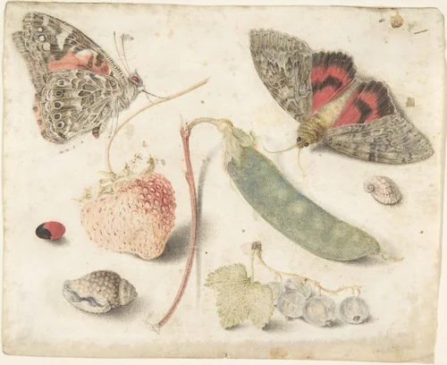 Studies of Fruits, Insects and Shells by Georg Flegel, drawing, 1586-1638