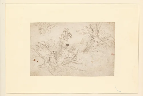 Studies of Plants by Crispijn van de Passe, drawing, 1575-1635