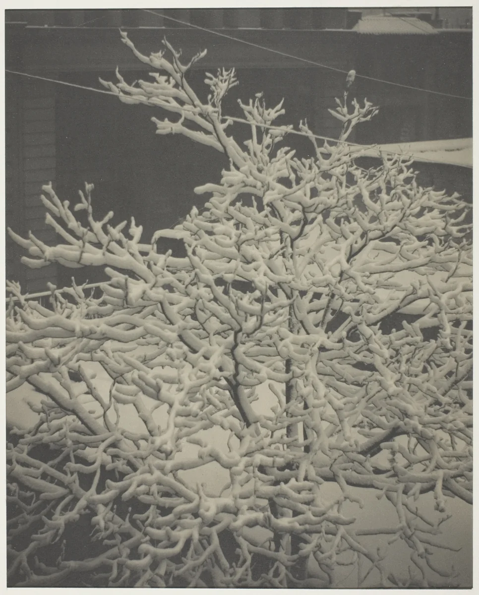 From the Back-Window "291" Snow-Covered Tree, Back-Yard by Alfred Stieglitz, photograph, 1915
