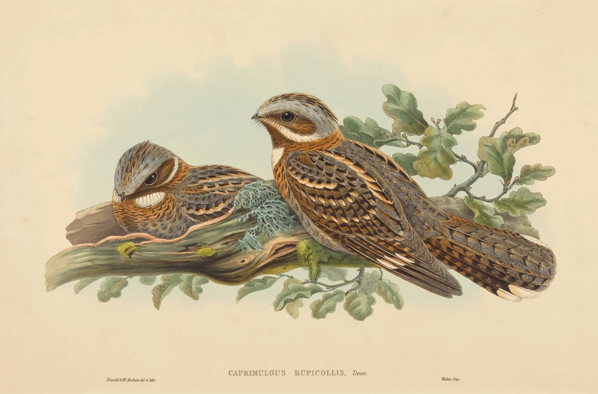 Caprimulgus Ruficollis by H.C. Richter; John Gould, print, 1804-1881