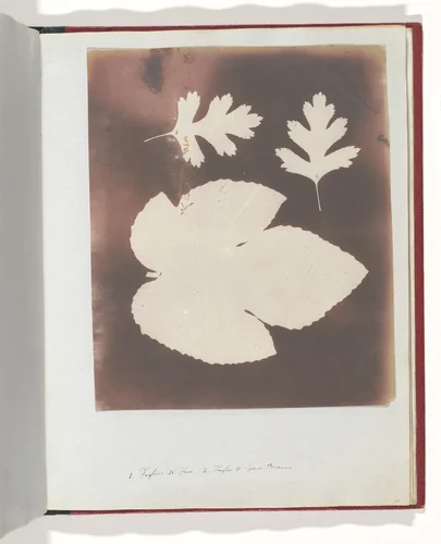1. Foglia di Fico. 2. Foglia di Spina Bianco by William Henry Fox Talbot, photograph, 1839