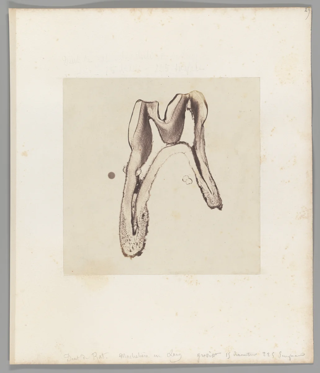 [Untitled] by Auguste-Adolphe Bertsch, photograph, 1853-1857