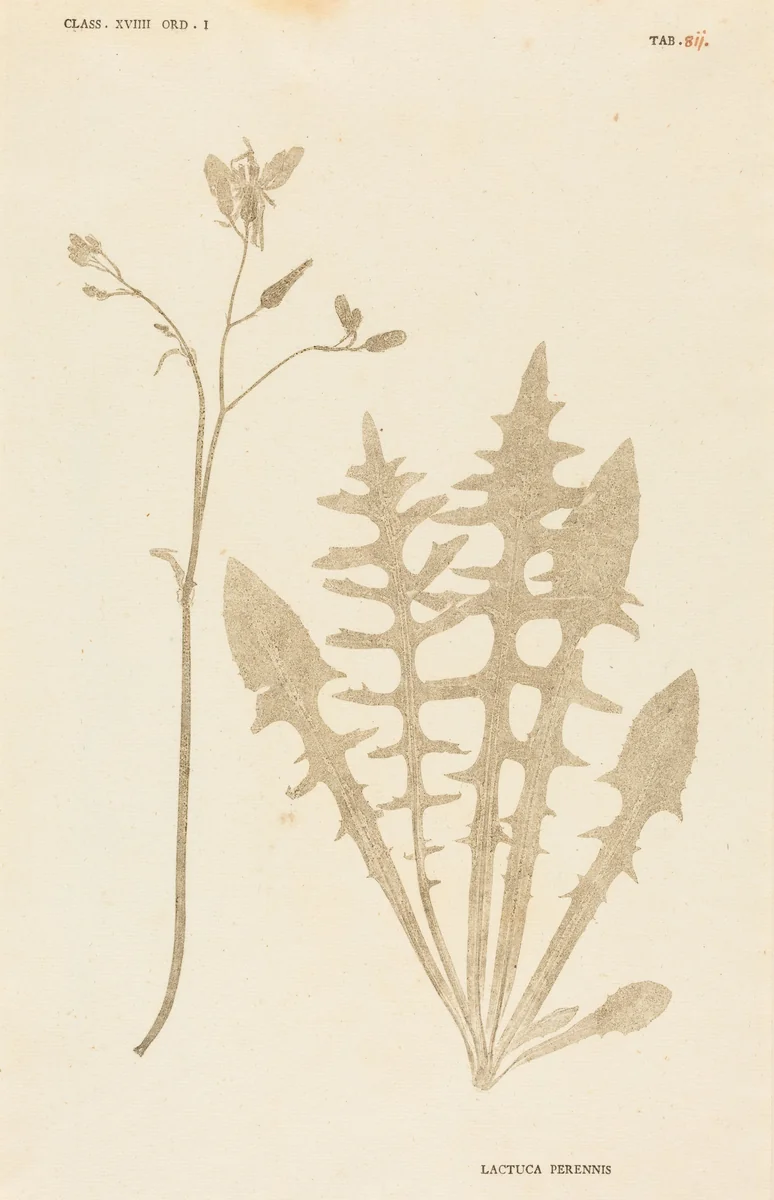 Lactuca Perennis by Johann Hieronymus Kniphof, print, 1757-1764