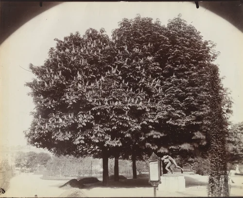 Marronnier. Fleurs by Eugène Atget, photograph, 1900
