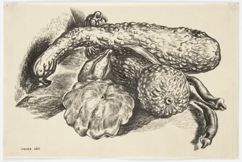 Squash by Wanda Gág, drawing