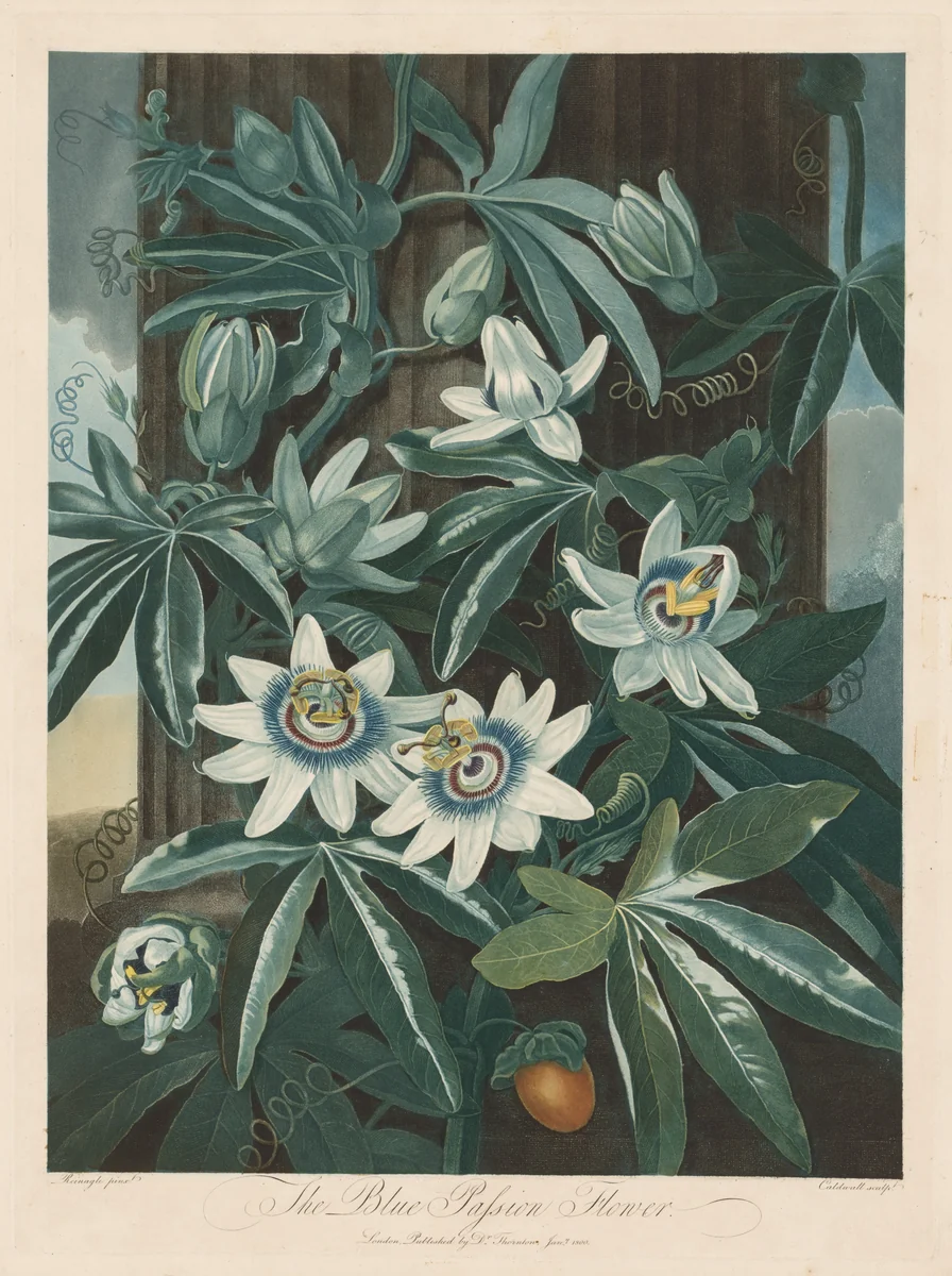 The Blue Passion-flower by Robert John Thornton, print, 1799-1807