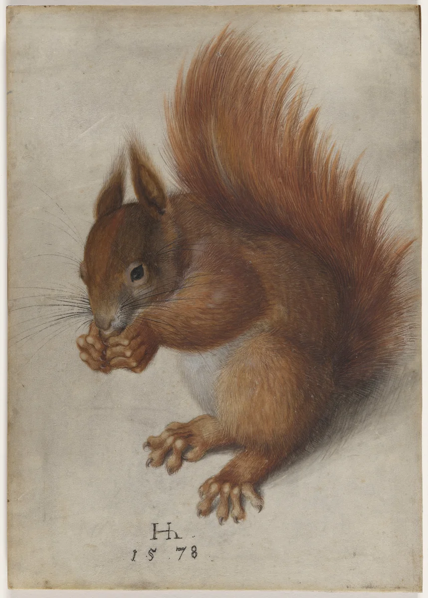 Red Squirrel by Hans Hoffmann, drawing, 1578