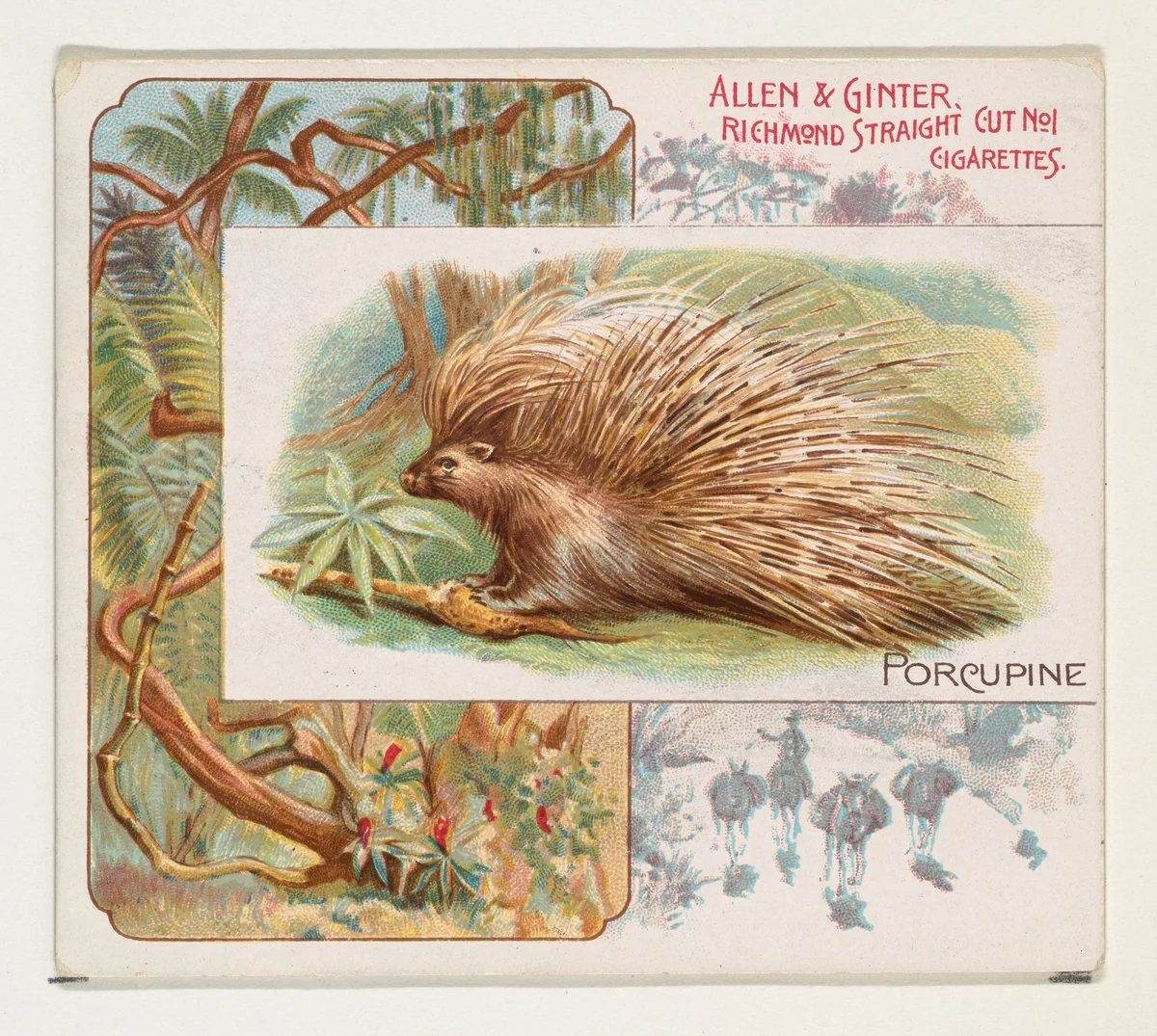Porcupine, from Quadrupeds series (N41) for Allen & Ginter Cigarettes by Allen & Ginter, print, 1890