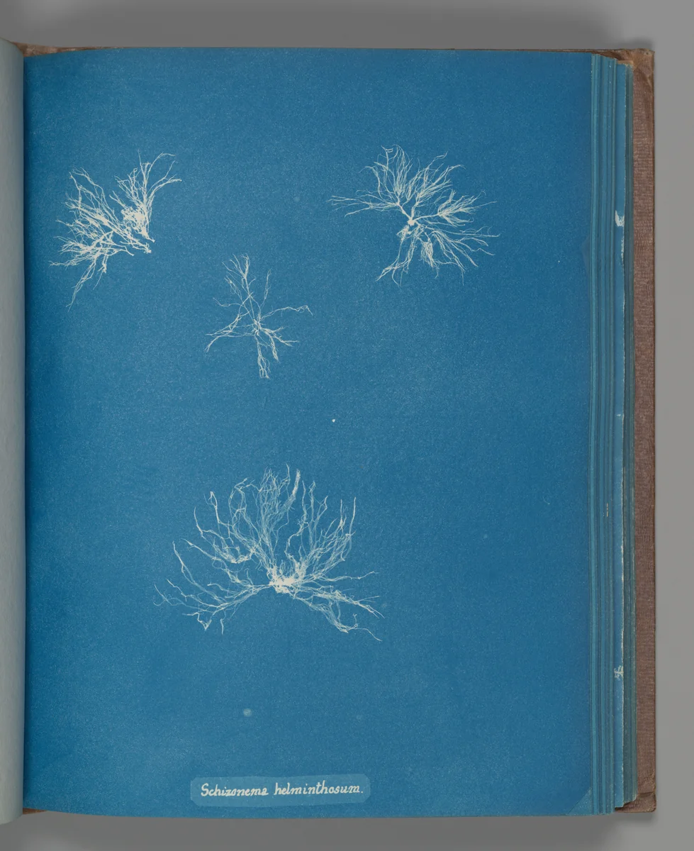 Schizonema helminthosum by Anna Atkins, photograph, 1851-1855