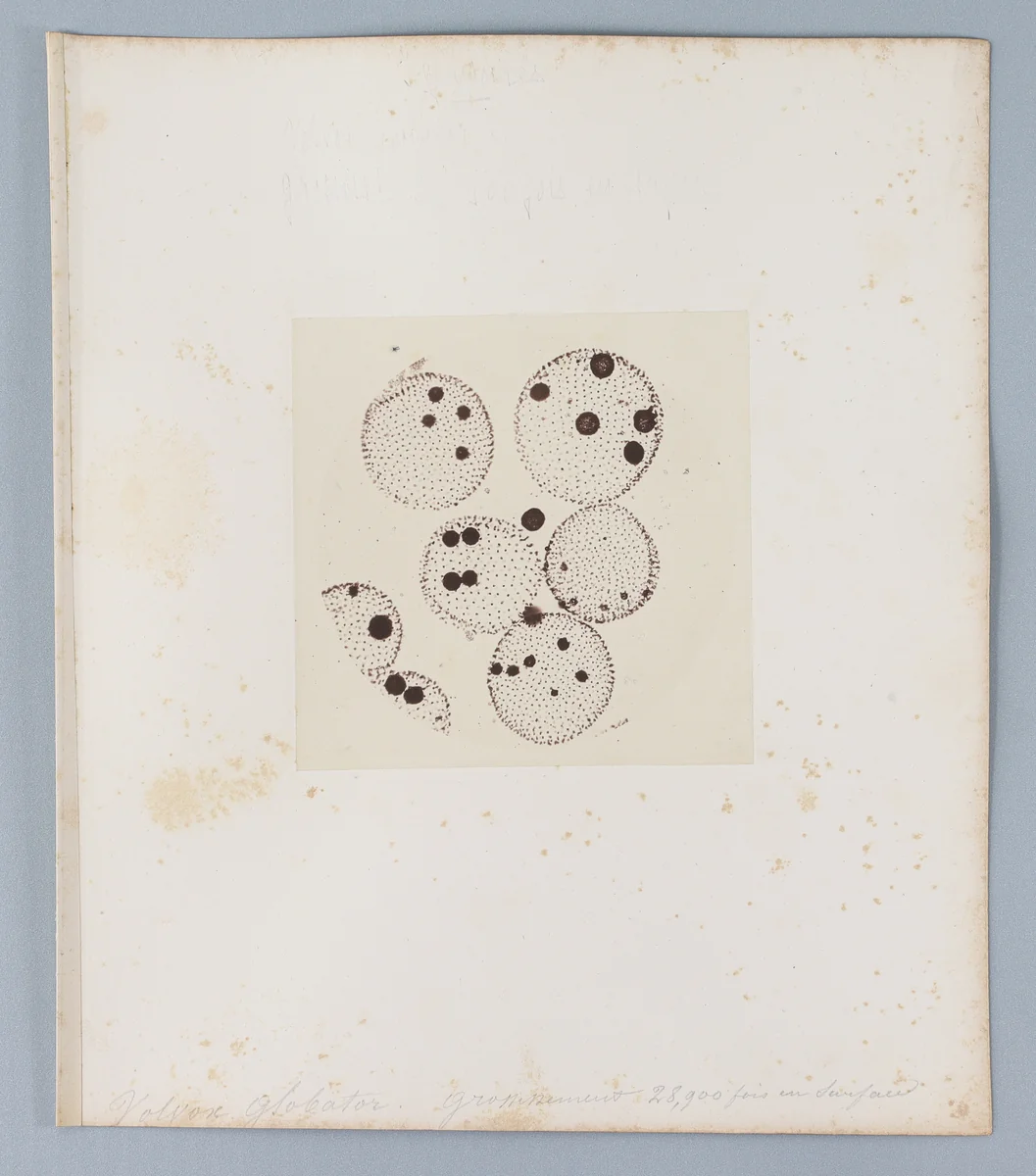 [Untitled] by Auguste-Adolphe Bertsch, photograph, 1853-1857