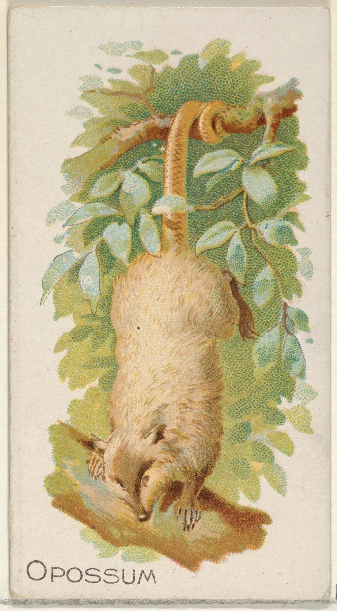 Opossum, from the Quadrupeds series (N21) for Allen & Ginter Cigarettes by Allen & Ginter, print, 1890