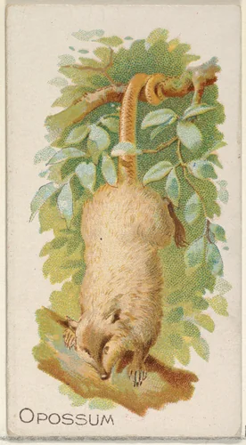 Opossum, from the Quadrupeds series (N21) for Allen & Ginter Cigarettes by Allen & Ginter, print, 1890