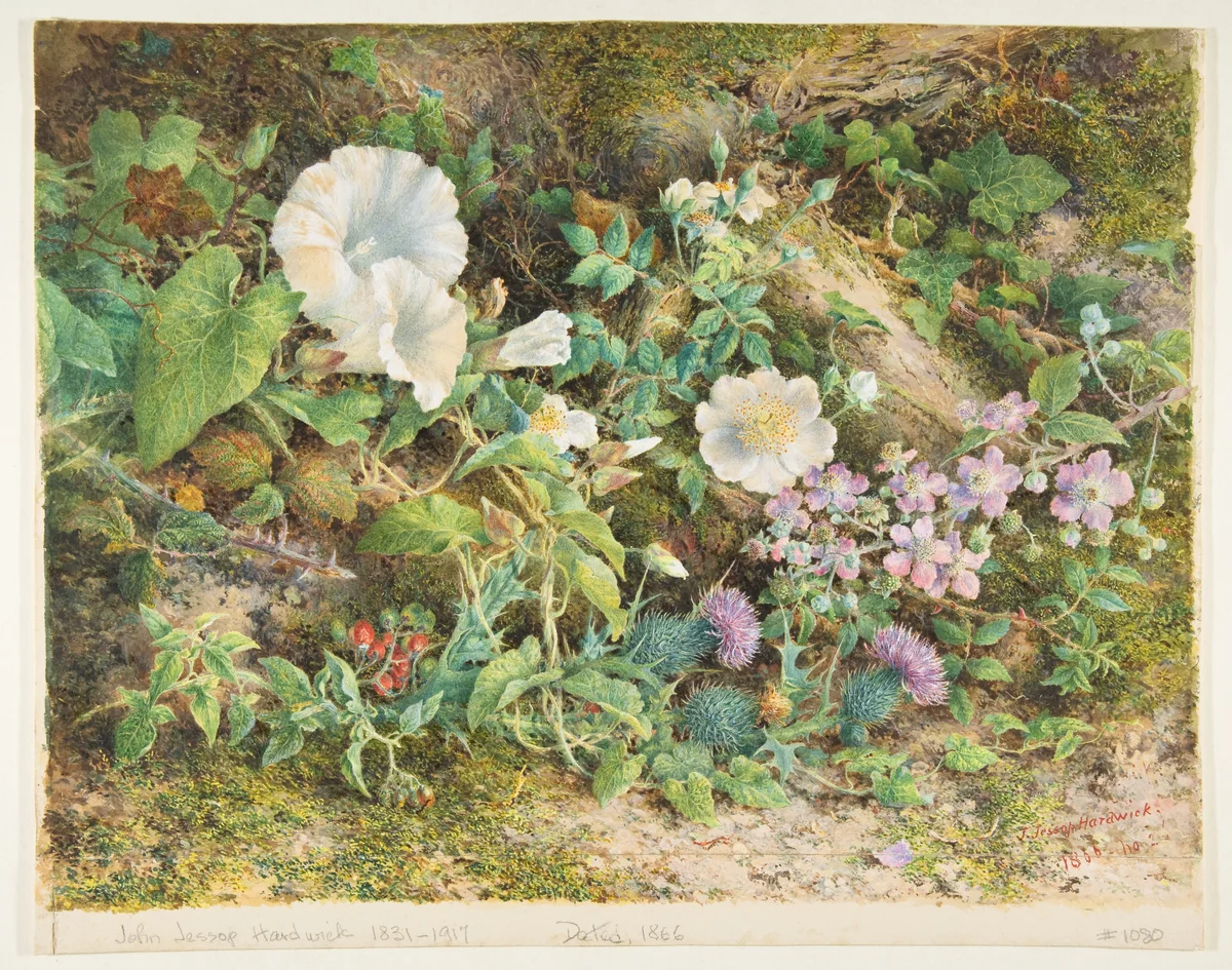 Flower study by John Jessop Hardwick, drawing, 1866