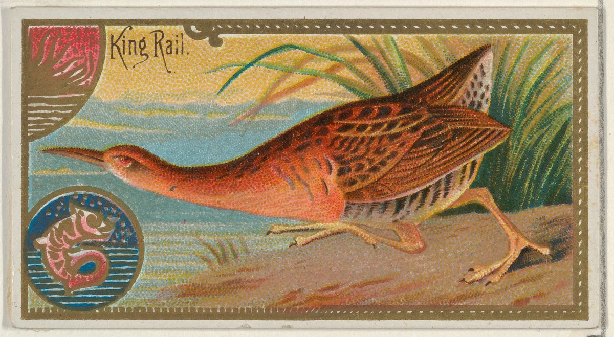 King Rail, from the Game Birds series (N13) for Allen & Ginter Cigarettes Brands by Allen & Ginter, print, 1889