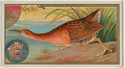 King Rail, from the Game Birds series (N13) for Allen & Ginter Cigarettes Brands by Allen & Ginter, print, 1889