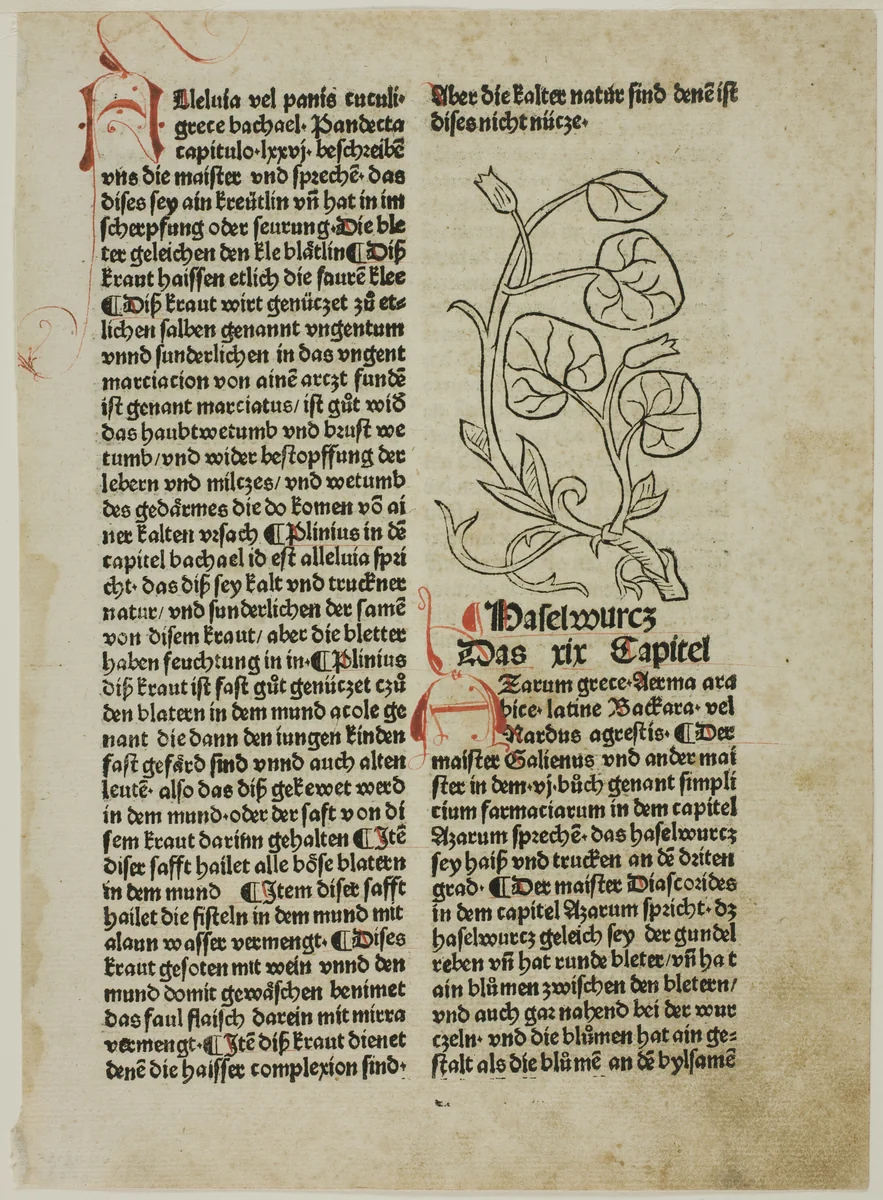 Hazelwort from Gart der Gesundheit (Garden of Health), Plate 16 from Woodcuts from Books of the 15th Century by Wilhelm Ludwig Schreiber, print, 1487