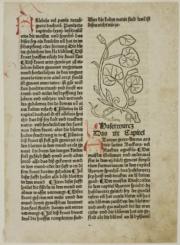 Hazelwort from Gart der Gesundheit (Garden of Health), Plate 16 from Woodcuts from Books of the 15th Century by Wilhelm Ludwig Schreiber, print, 1487