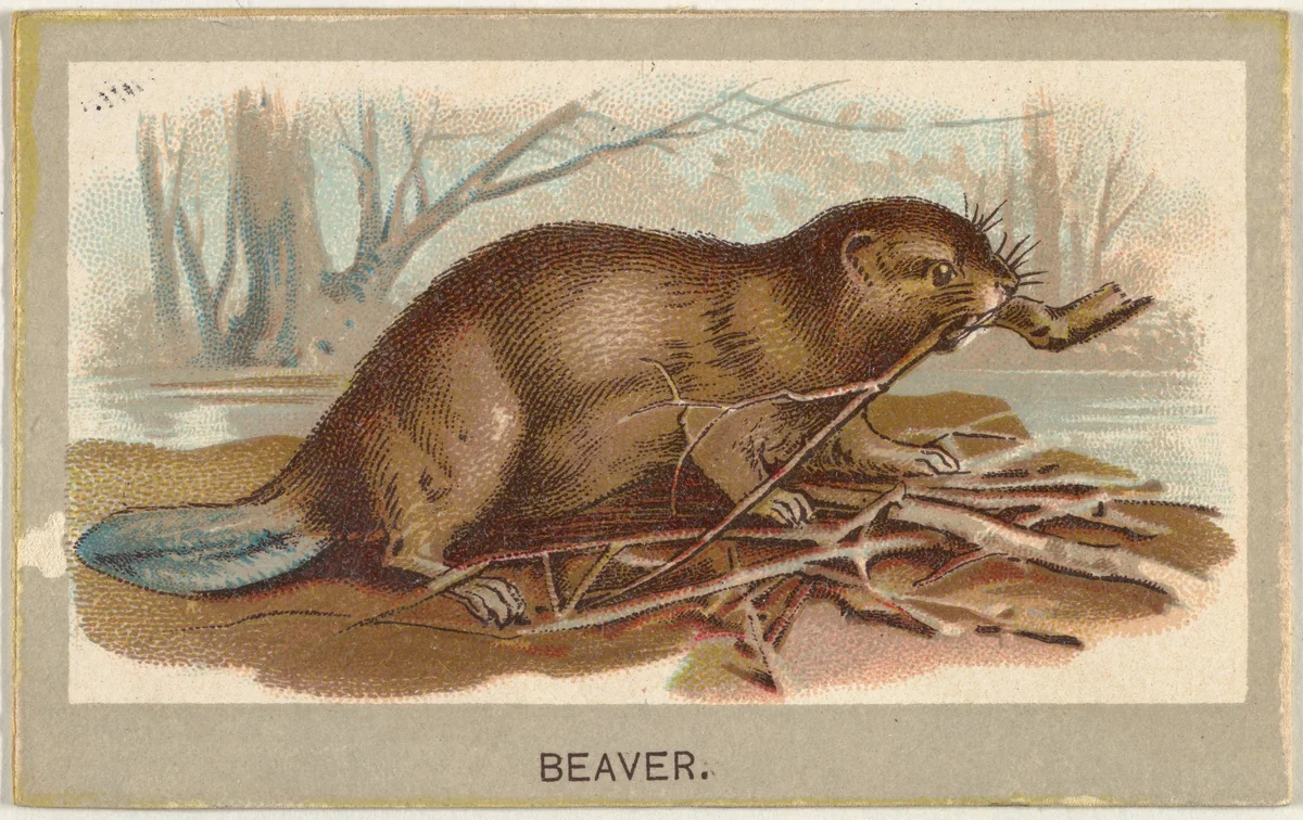Beaver, from the Animals of the World series (T180), issued by Abdul Cigarettes by Abdul Cigarettes, print, 1881