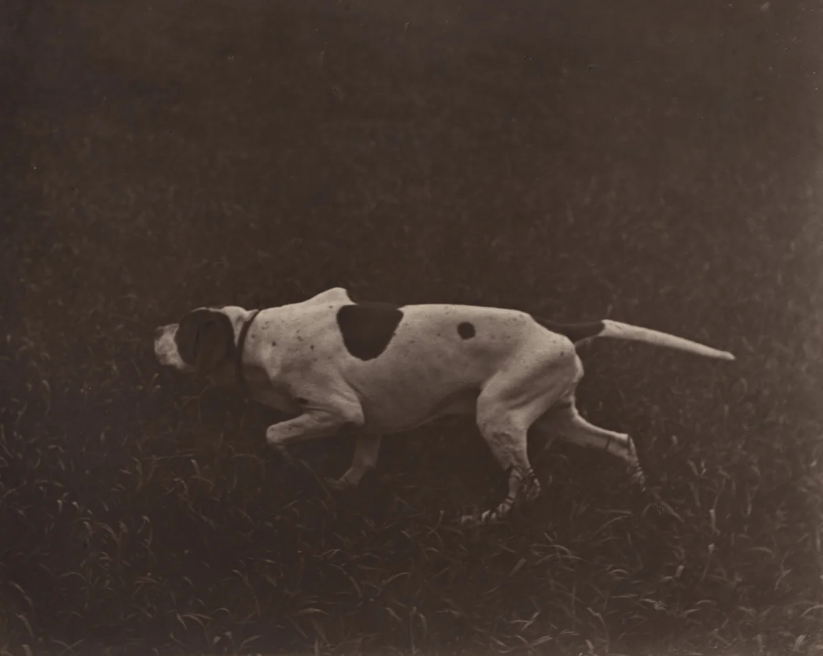 Hunting Dog by Adolphe Braun, photograph, 1870