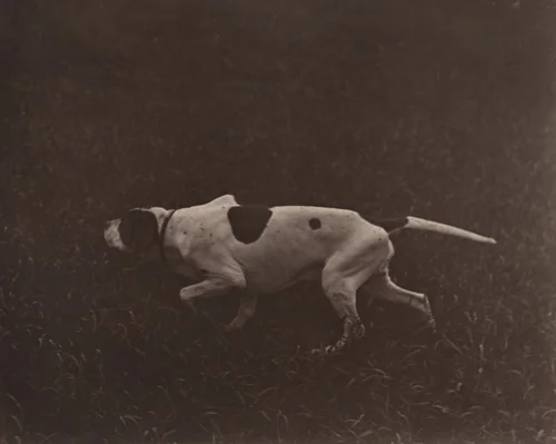 Hunting Dog by Adolphe Braun, photograph, 1870