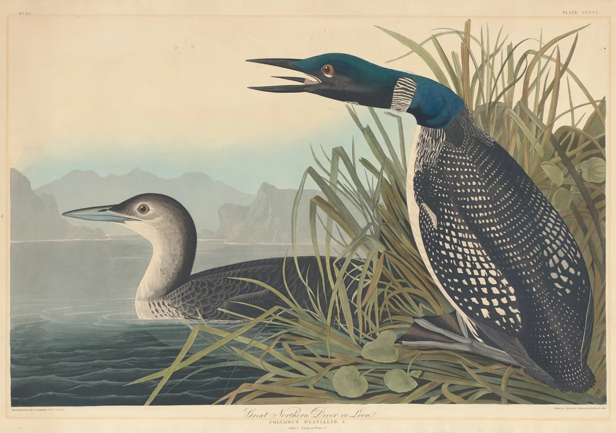 Great Northern Diver or Loon by Robert Havell, Jr.; John James Audubon, print, 1836