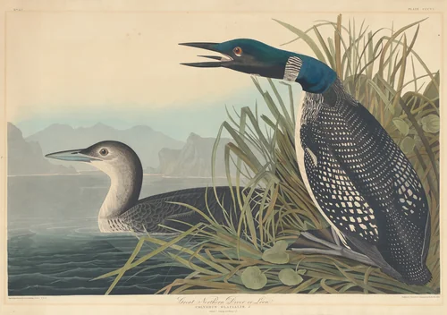 Great Northern Diver or Loon by Robert Havell, Jr.; John James Audubon, print, 1836