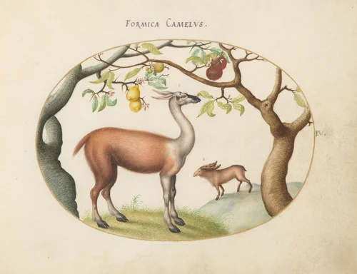 Plate 4: Llama and Moose by Joris Hoefnagel, drawing, 1570-1599