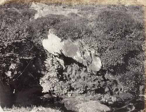 Ferns Osmunda Regalis near Enniskeane Co. Cork by Francis Edmund Currey, photograph, 1867