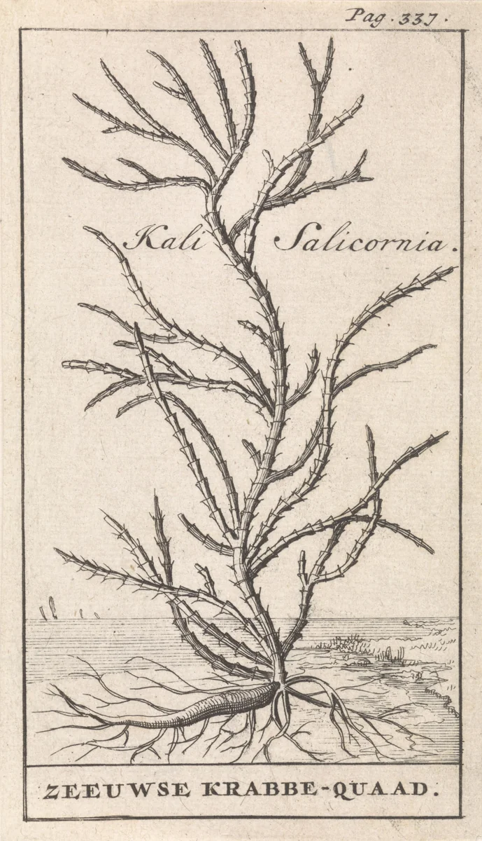 Zeekraal by Caspar Luyken, print, 1698