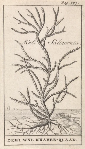 Zeekraal by Caspar Luyken, print, 1698