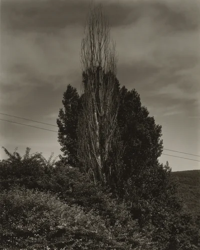Poplars, Lake George by Alfred Stieglitz, photograph, 1933