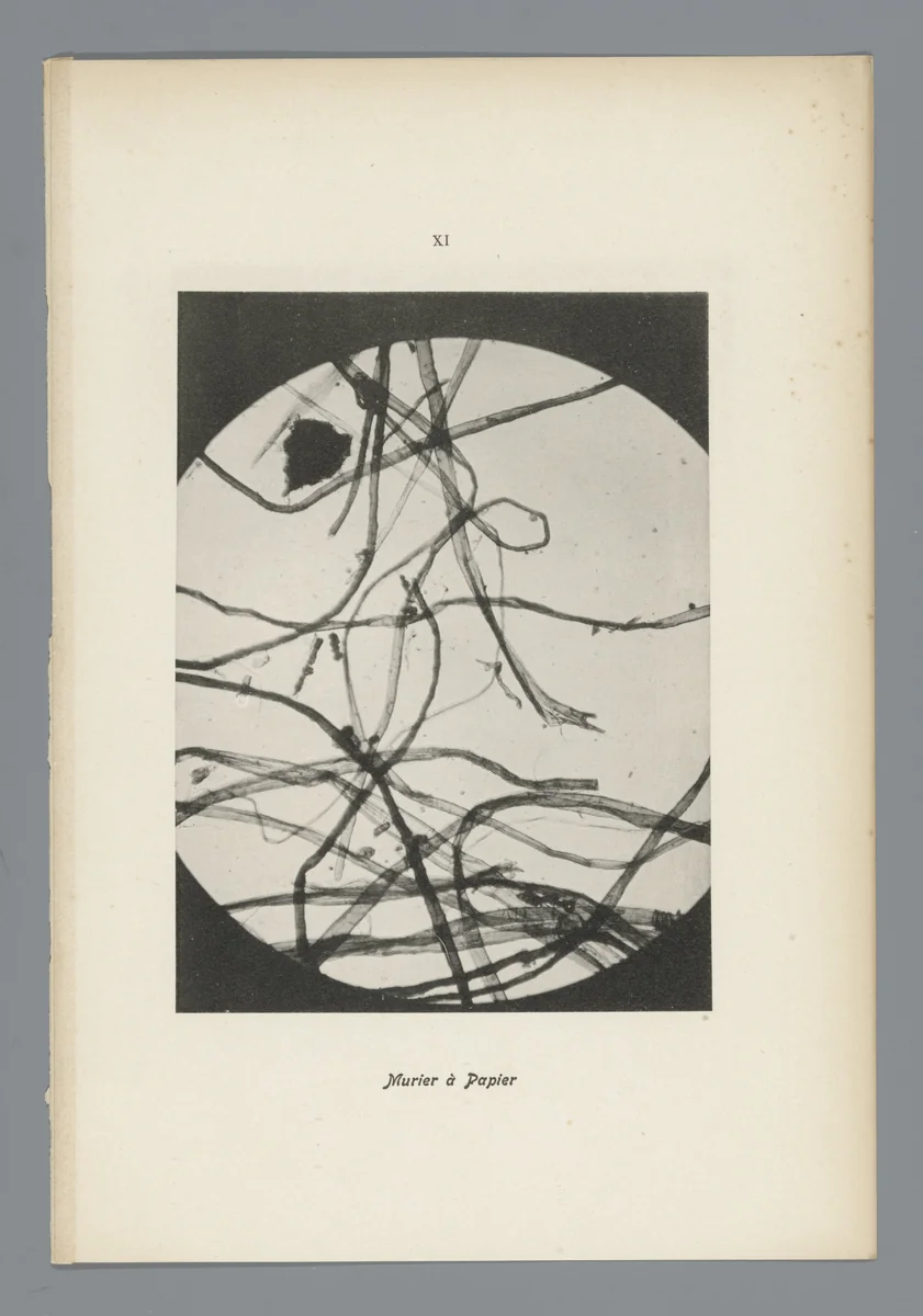Microfoto’s van papiervezels by anonymous, photograph, 1900