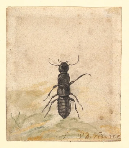A Black Beetle by Vincent Laurensz. van der Vinne, drawing, 1650-1702