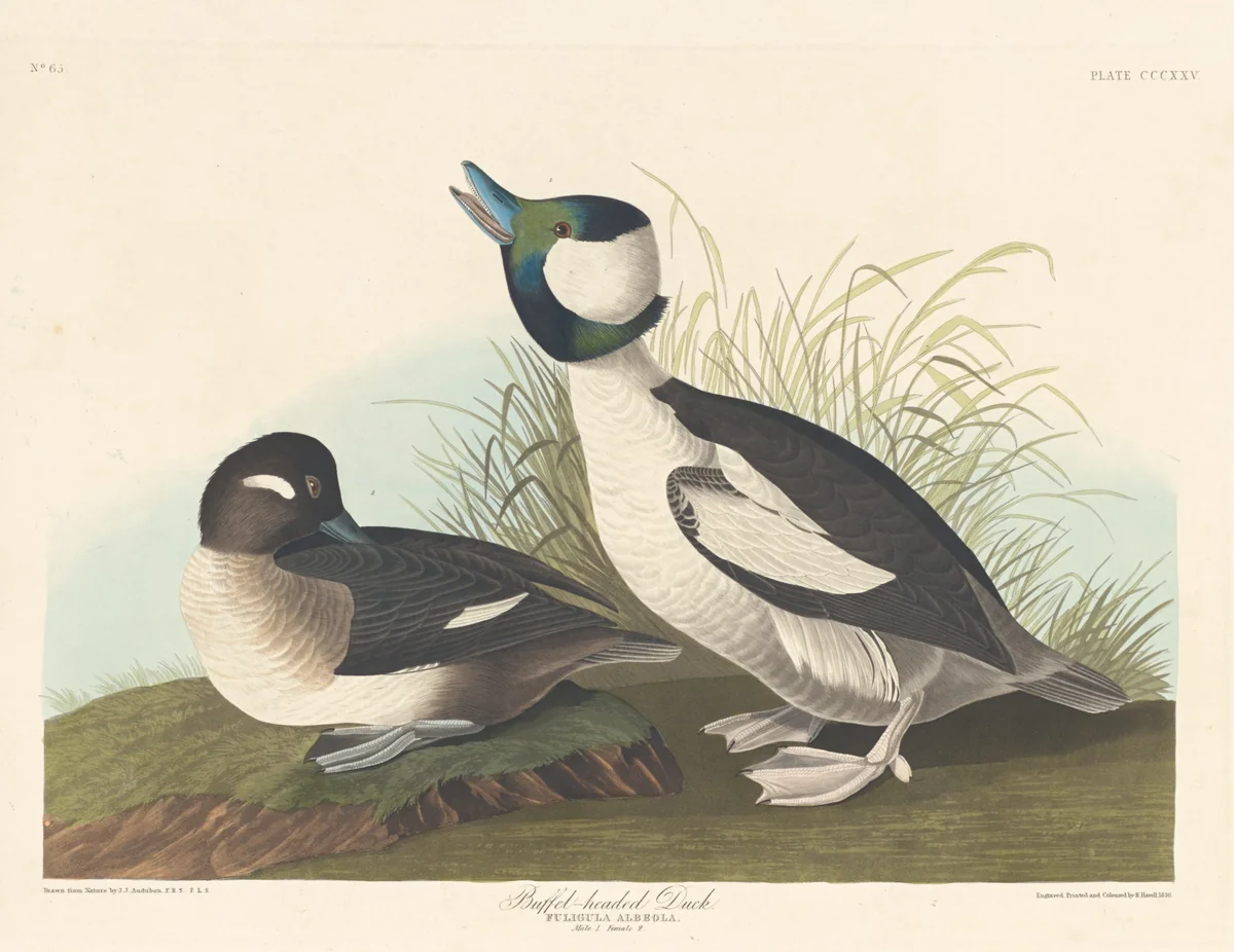 Buffel-headed Duck by Robert Havell, Jr.; John James Audubon, print, 1836