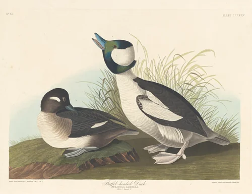 Buffel-headed Duck by Robert Havell, Jr.; John James Audubon, print, 1836