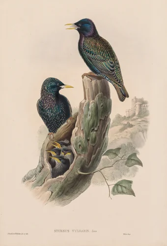 Sturnur Vulgaris by John Gould, print, 1873